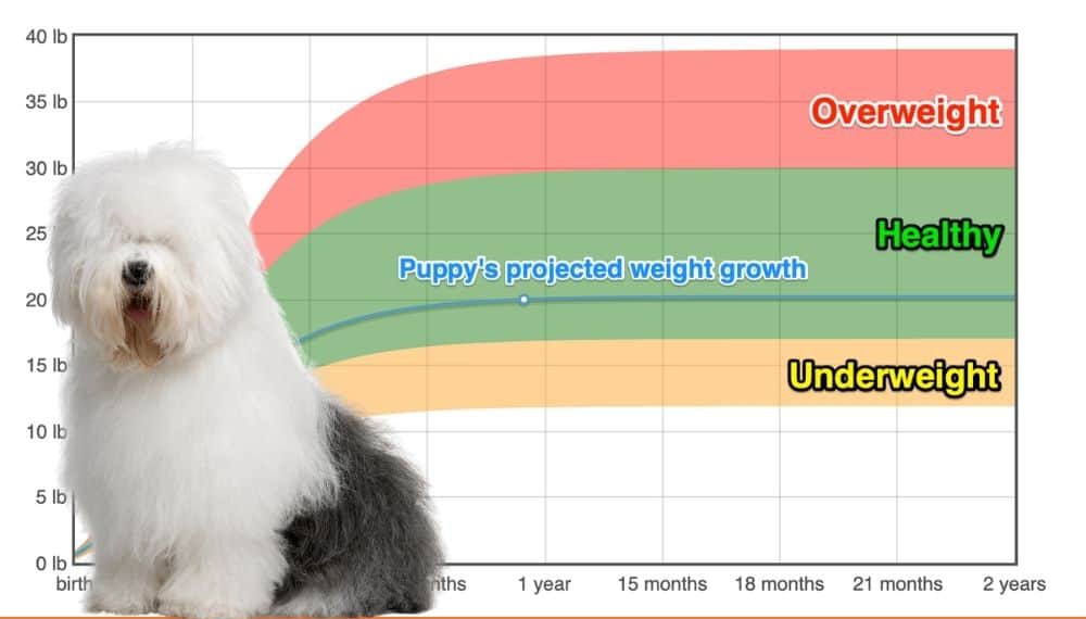 old-english-sheepdog-weight-growth-chart-2023-how-heavy-will-my-old